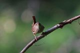 Strzyżyk Troglodytes troglodytes) samiec śpiewający