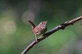 Strzyżyk Troglodytes troglodytes) samiec śpiewający