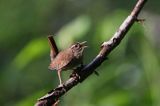 Strzyżyk Troglodytes troglodytes) samiec śpiewający