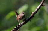 Strzyżyk Troglodytes troglodytes) samiec śpiewający