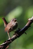 Strzyżyk Troglodytes troglodytes) samiec śpiewający