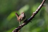 Strzyżyk Troglodytes troglodytes) samiec śpiewający