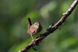 Strzyżyk Troglodytes troglodytes) samiec śpiewający