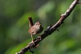 Strzyżyk Troglodytes troglodytes) samiec śpiewający