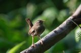 Strzyżyk Troglodytes troglodytes) samiec śpiewający