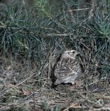 świergotek drzewny przy gnieździe, Anthus trivialis