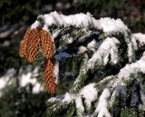 Świerk pospolity, Picea abies, szyszki