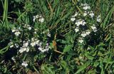świetlik łąkowy Euphrasia rostkoviana)