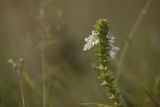 Świetlik łąkowy, Euphrasia rostkoviana Hayne