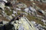 świstak Marmota marmota