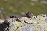 świstak Marmota marmota