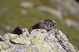 świstak Marmota marmota