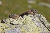 świstak Marmota marmota