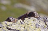 świstak Marmota marmota