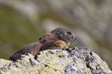 świstak Marmota marmota