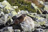 świstak Marmota marmota