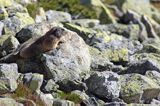 świstak Marmota marmota