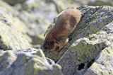 świstak Marmota marmota