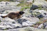 świstak Marmota marmota