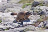 świstak Marmota marmota