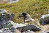 świstak Marmota marmota