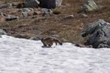 świstak Marmota marmota