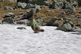 świstak Marmota marmota