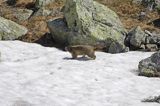 świstak Marmota marmota