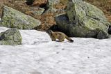 świstak Marmota marmota