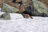 świstak Marmota marmota