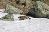 świstak Marmota marmota