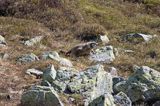 świstak Marmota marmota