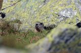 świstak Marmota marmota