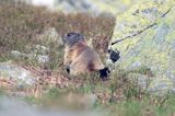 świstak Marmota marmota