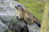 świstak, Marmota marmota, Alpine Marmot