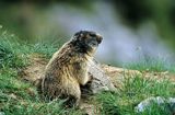 świstak, Marmota marmota, Alpine Marmot