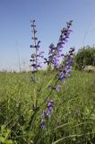 szałwia łąkowa Salvia pratensis