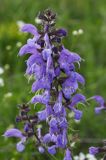 szałwia łąkowa Salvia pratensis