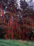 las sosnowy w promieniach zachodzącego słońca, Szaniecki Park Krajobrazowy, Ponidzie