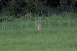 zając szarak Lepus europaeus