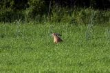 zając szarak Lepus europaeus