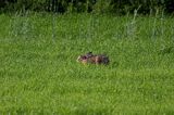 zając szarak Lepus europaeus