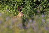 Zając szarak, Lepus europaeus