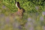 Zając szarak, Lepus europaeus