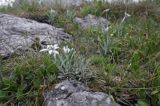 szarotka alpejska Leontopodium alpinum