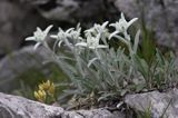 szarotka alpejska Leontopodium alpinum