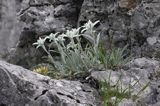 szarotka alpejska Leontopodium alpinum