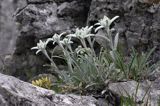 szarotka alpejska Leontopodium alpinum