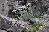 szarotka alpejska Leontopodium alpinum