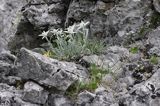 szarotka alpejska Leontopodium alpinum